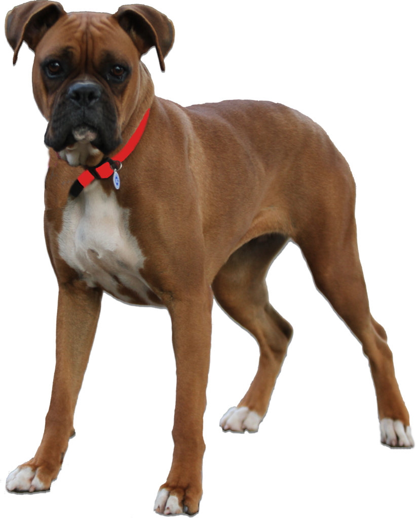 Boxers Kingdom Kennels